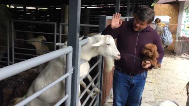 "Козлина ты дурная!": Богдан пришел в зоопарк и обругал животное