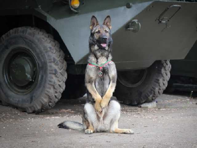 Командующий Нацгвардией наградил медалью служебную собаку: чем отличился пес Дерек