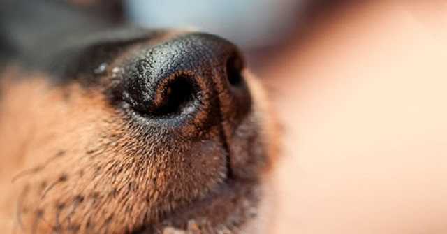 В Финляндии собак научили распознавать коронавирус