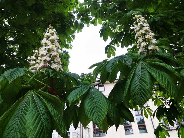 Киев в мае получил сразу 230% нормы дождей