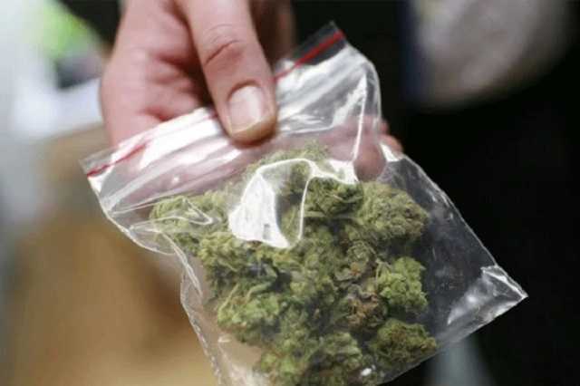 В Тернополе мыши сьели марихуану-вещдок: подозреваемого пришлось отпустить