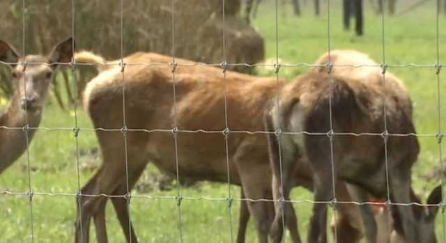 В Сумской области создали ферму для разведения оленей и ланей