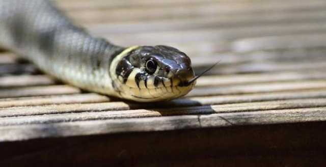 Гадюка укусила мальчика на берегу реки недалеко от Харькова