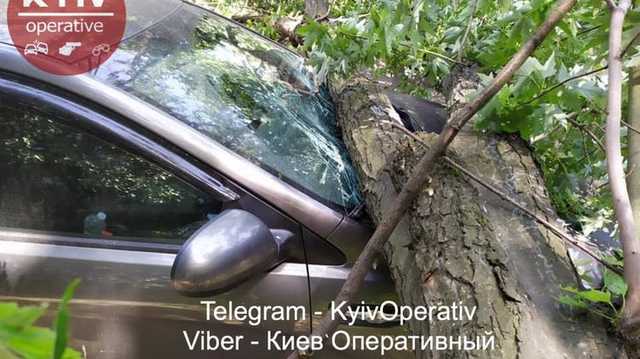 В Киеве на Троещине огромное дерево рухнуло прямо на автомобиль