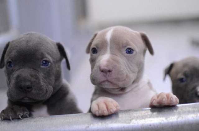 В украинском самолете на пути в Канаду погибли 38 щенков