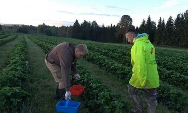 "Бухают и прыгают как шимпанзе": заробитчанин об украинцах в Польше