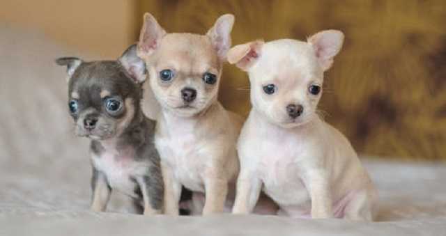 Полиция открыла уголовное производство по факту гибели 38 щенков на самолете МАУ