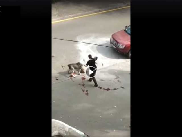 "Она только понюхает тебя. Изнутри": видео собачьей схватки вызвало бурное обсуждение в сети