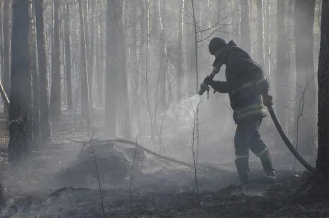 В Чернобыльской зоне снова загорелся лес