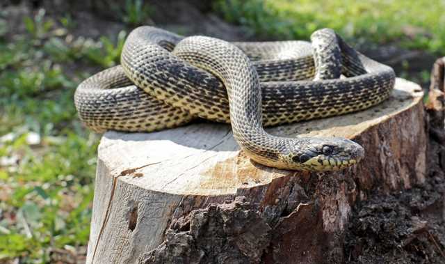 В день назначения Шкарлета на территорию Минобразования приползла экзотическая змея
