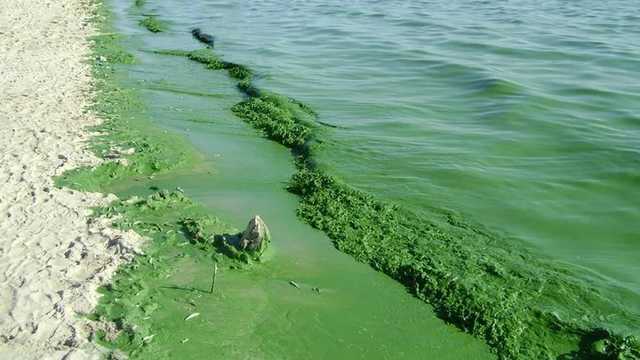 На одесском курорте Фонтанка запечатлели чрезвычайно грязную воду