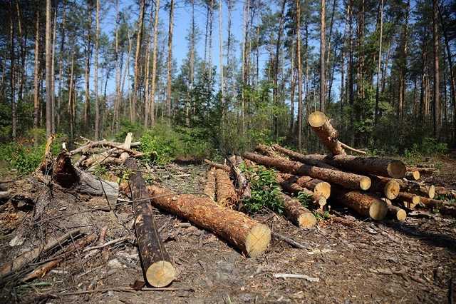 В Пуще-Водице ради стройки спиливают гигантские сосны