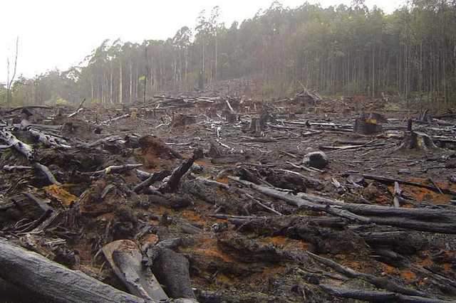 На Закарпатье чиновники пойдут под суд за вырубку леса на 3 млн