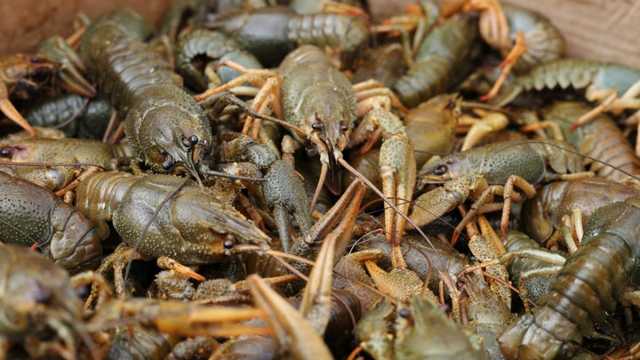 В Киеве и области разрешили ловить раков, но с соблюдением правил