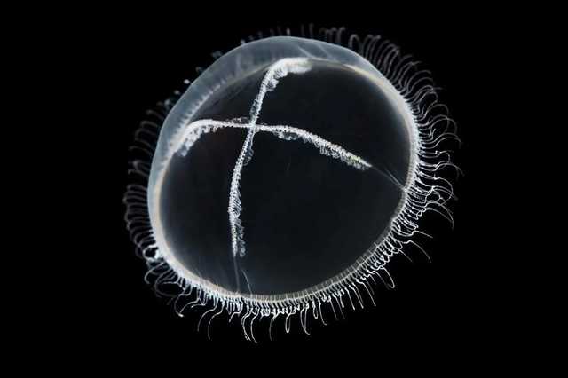 Днепр заполонили медузы: эксперт объяснил аномалию