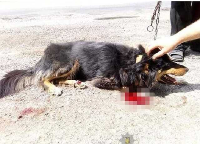 Под Хмельницким пенсионеры тащили собаку за машиной