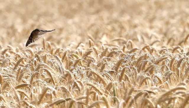 Уничтожение украинского села грозит потерей Украины