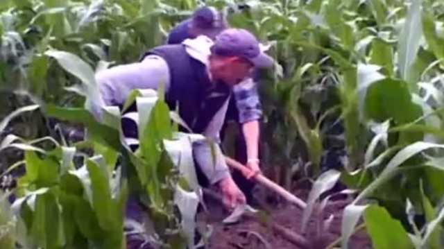 На Ровненщине братья задушили приютившего их мужчину и закопали тело на кукурузном поле