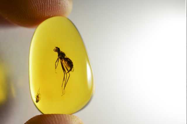 В Ровенской области ученые нашли кусочек янтаря с новым видом жука