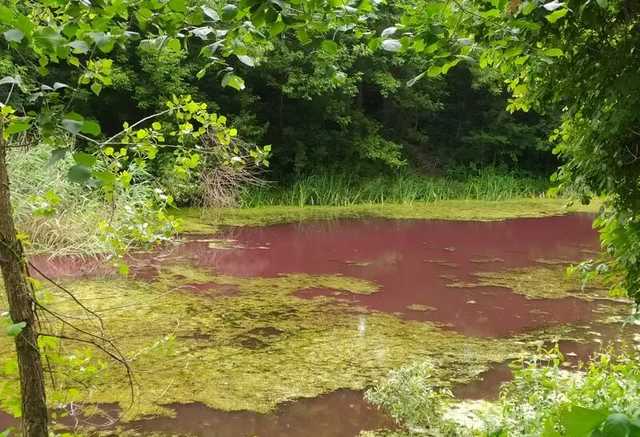 На Черниговщине водоем окрасился в розовый цвет: фото необъяснимого явления