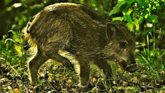 Опубликованы фото разрытых дикими кабанами свежих могил в зоне отчуждения Чернобыльской АЭС
