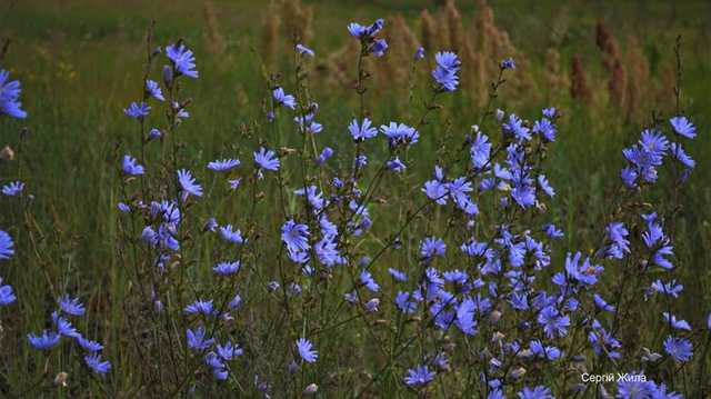 После весенних пожаров и летних дождей зона отчуждения ЧАЭС покрылась ковром из цветов