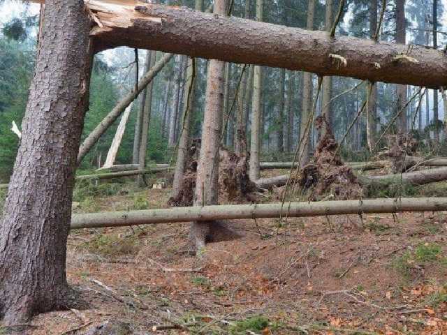 Сломанное во время бури дерево убило мужчину на Львовщине