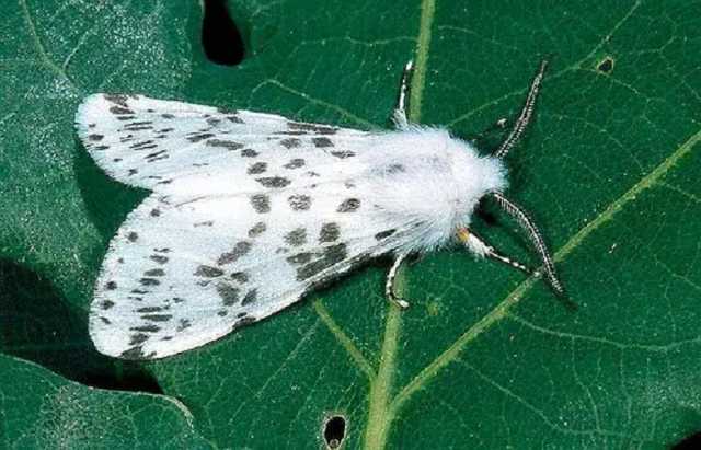 На Волыни появился опасный вредитель: В 4 селах ввели карантин