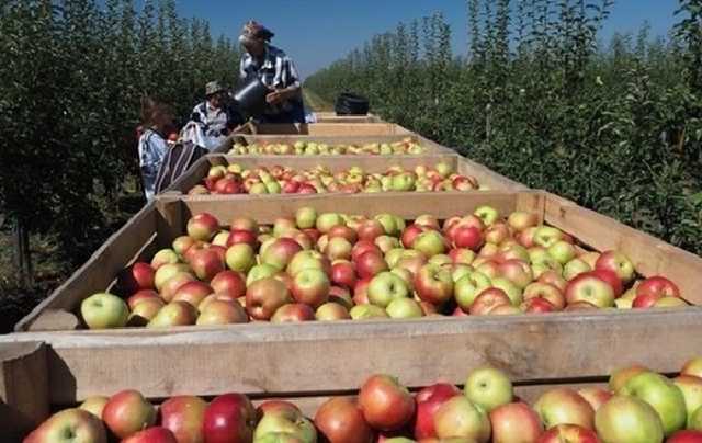 Украина резко сократила экспорт фруктов и овощей