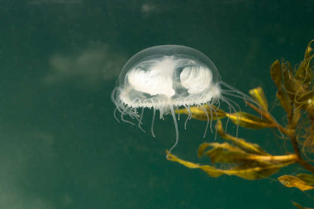 Биолог рассказал о последствиях заселения пресных вод Днепра мелкими медузами