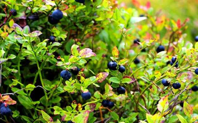 Из зоны отчуждения пытались вынести 40 кило радиоактивной черники на продажу