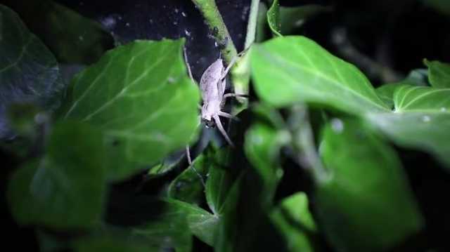 В селе под Одессой крупнейшие в Украине пауки тарантулы оккупировали дом