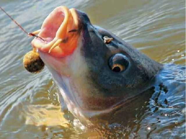 Попавшаяся на крючок крупная рыба утопила рыбака в Закарпатье