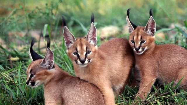 На Киевщине из питомника сбежала рысь: не могут найти второй день