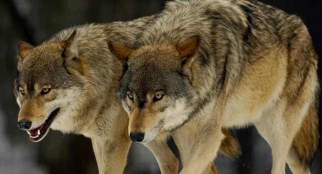 Ты туда не ходи. Как волки атакуют дыныры