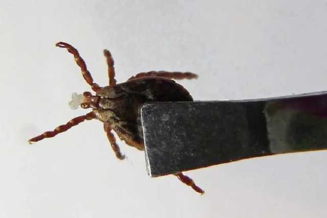 В Китае появился новый смертельный вирус: передается через клещей