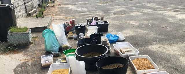 В Ровенской области во время обысков обнаружили янтаря на 2 млн грн