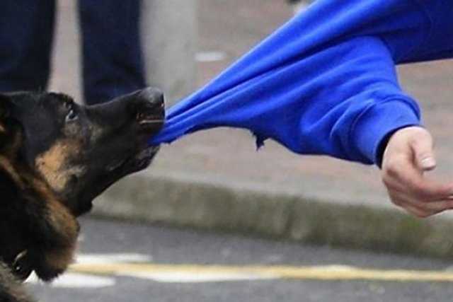 Под Херсоном собака напала на хозяйку: сняла часть скальпа и прокусила глаз