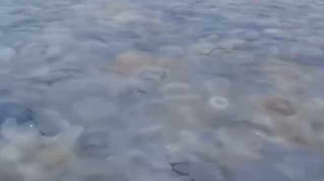 В Бердянске отдыхающие засняли плавающий остров из медуз