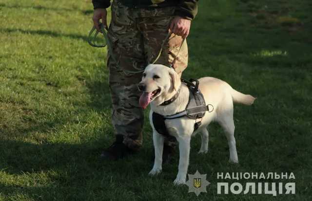 В Хмельницкой области лабрадор спас пенсионерку. Теперь его зовут героем
