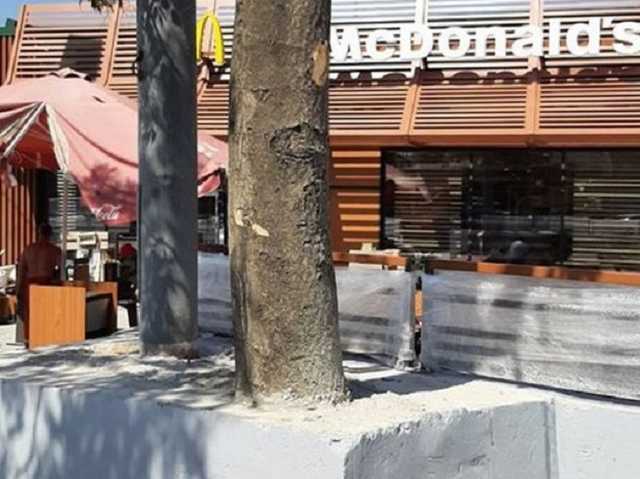 Памятник на века: в Одессе мешавшее стройке дерево залили бетоном