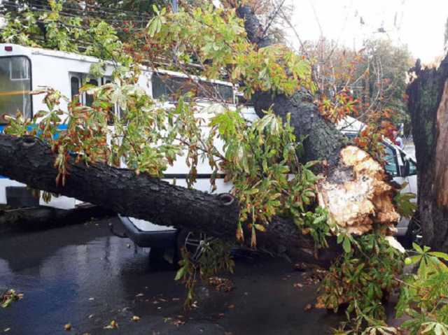 Разгул стихии в Виннице: упавшее дерево накрыло троллейбус с людьми