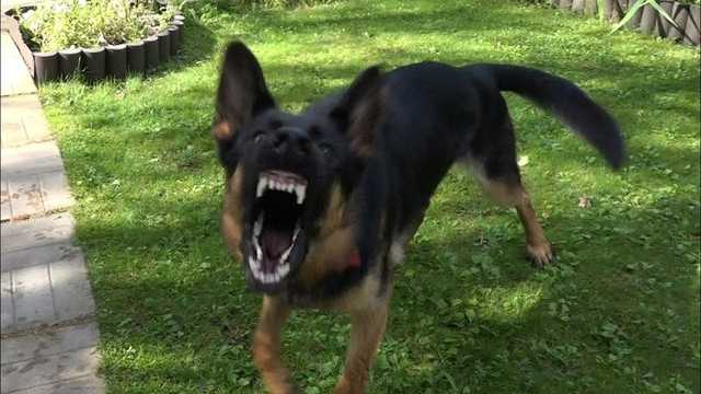 Искусаны голова и спина: овчарка едва не загрызла пятилетнего мальчика на Днепропетровщине