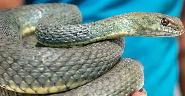 В России змея через рот залезла в желудок спящей женщины