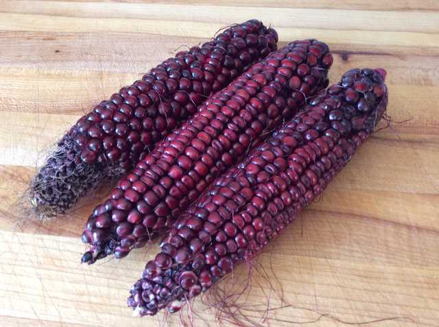 В Украине появился новый сорт кукурузы фиолетового цвета