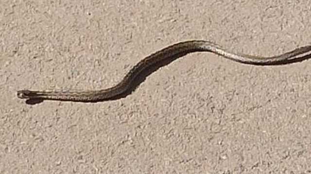 Убийство змеи лопатой во дворе школы в Павлограде возмутило защитников природы