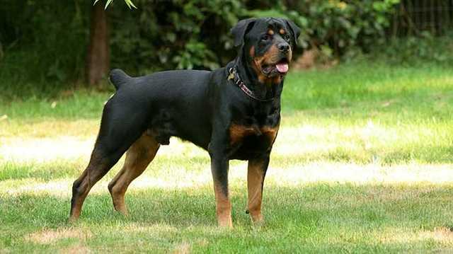 На Тернопольщине два ротвейлера набросились на ребенка