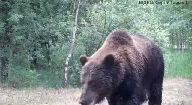 Впервые за 100 лет в Чернобыльскую зону вернулись медведи