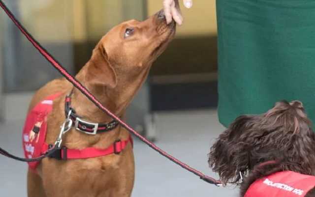 В Финляндии собаки будут "вынюхивать" коронавирус у пассажиров в аэропорту