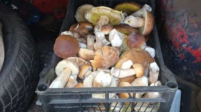 В Чернобыльском заповеднике поймали охотников за радиоактивными грибами